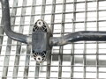 Stabilizátor přední Mini Mini Countryman (F60) 2016 - 2022 6853911
